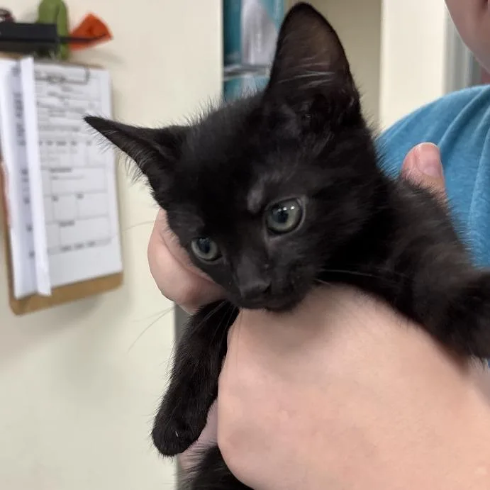 A baby small-sized male Black Domestic Short Hair cat named Chevy for adoption in Galax, VA