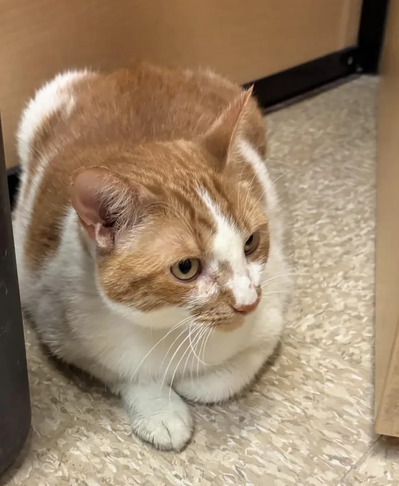 An adult large-sized male Orange & White Tabby cat named Ukelele. for adoption in Waldorf, MD
