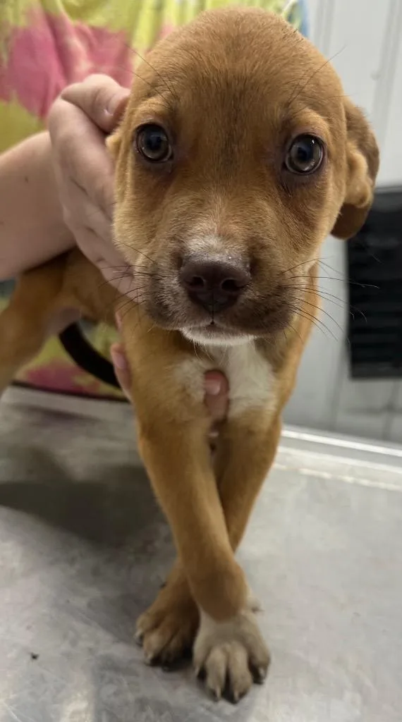A baby small-sized male Mixed Breed dog named Ivan for adoption in Hillsdale, IN
