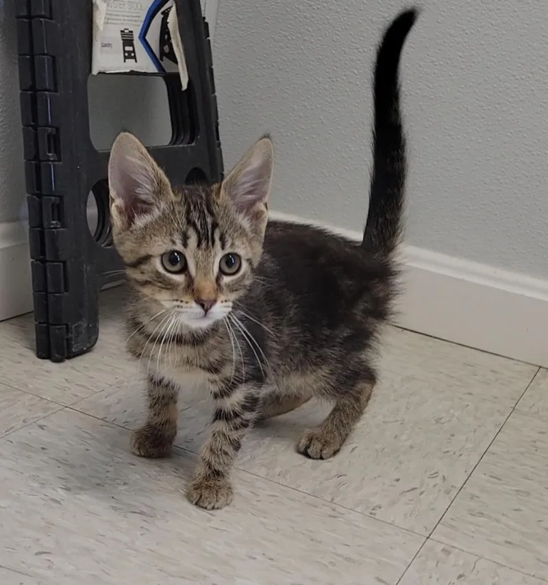 A baby small-sized male Domestic Short Hair cat named Picasso for adoption in Sandusky, OH