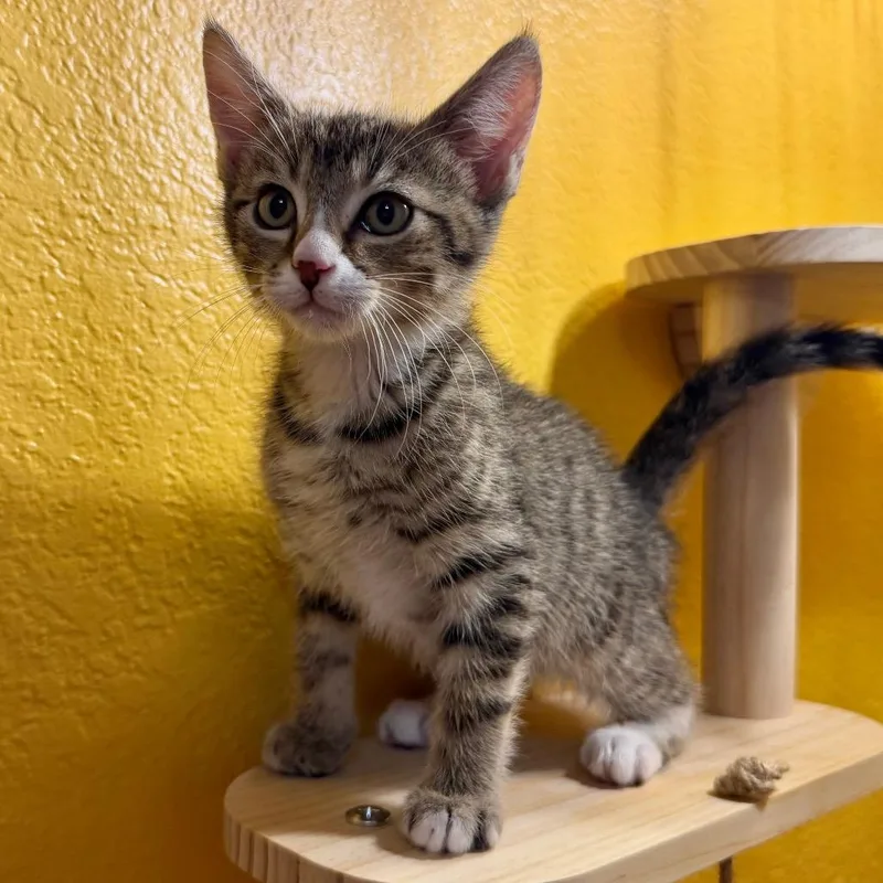 A baby small-sized male Brown / Chocolate Domestic Medium Hair cat named Ozzy for adoption in Flower Mound, TX