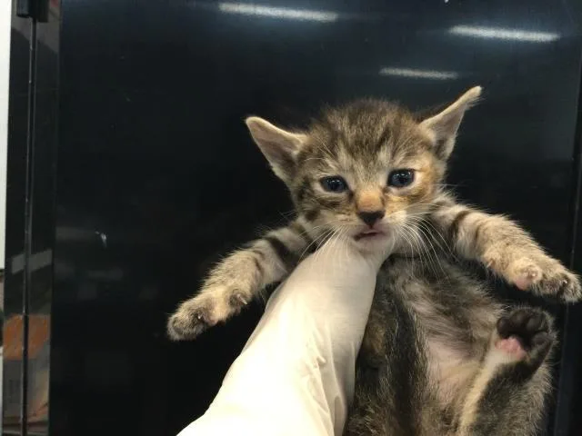 A baby small-sized female Domestic Short Hair cat named Jenna for adoption in Thousand Palms, CA