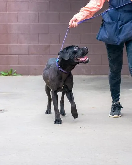 An adult large-sized female Mixed Breed dog named Corsage for adoption in Chamblee, GA