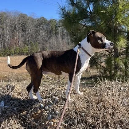 An adult medium-sized female Pit Bull Terrier dog named Marsala for adoption in Atlanta, GA