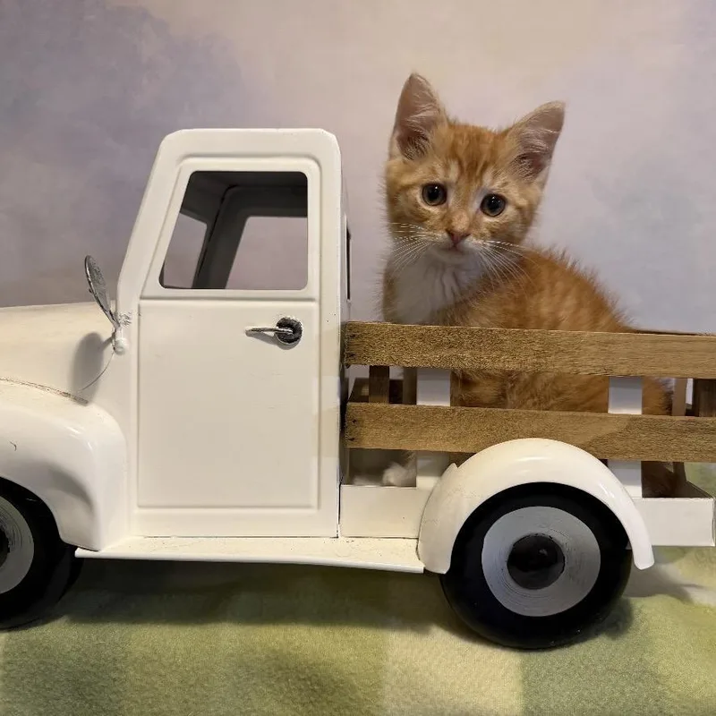 A baby small-sized male Orange / Red Domestic Short Hair cat named Beige it till you for adoption in Fredericksburg, VA
