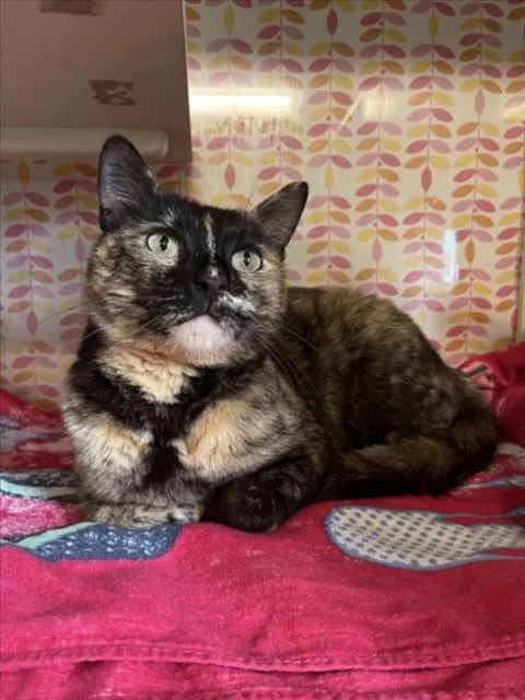 Nala