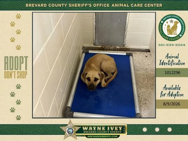 An adult large-sized male Mixed Breed dog named Eldin for adoption in Melbourne, FL