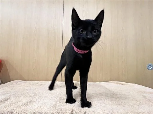 A young small-sized female Domestic Short Hair cat named Pursilla for adoption in Saint Louis, MO