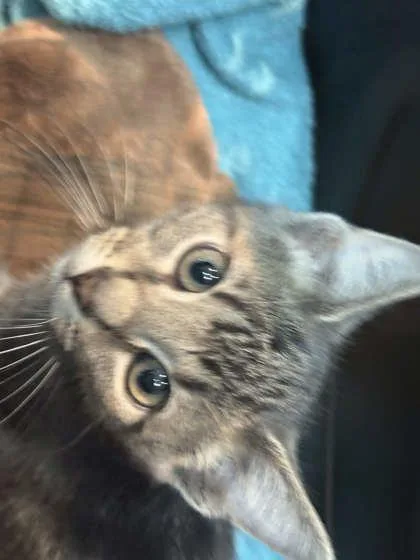 A baby small-sized male Domestic Short Hair cat named Trifle for adoption in Memphis, TN