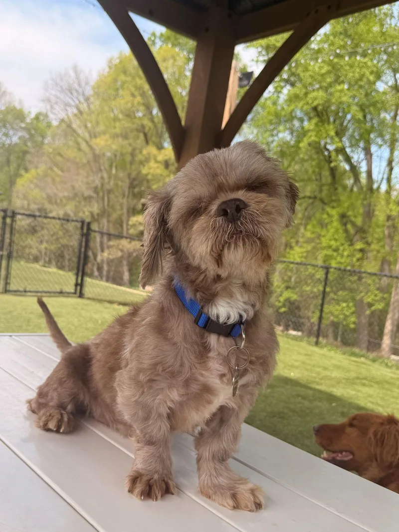 Little Brewster thumbnail 3