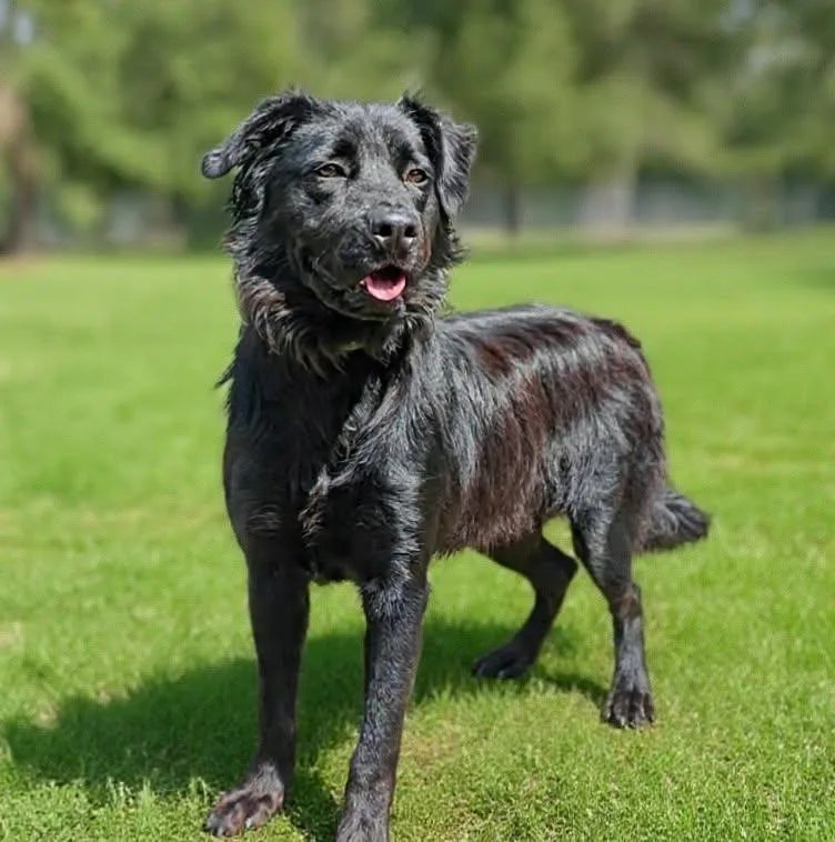 An adult medium-sized male Labrador Retriever dog named Gunnar for adoption in Talladega, AL