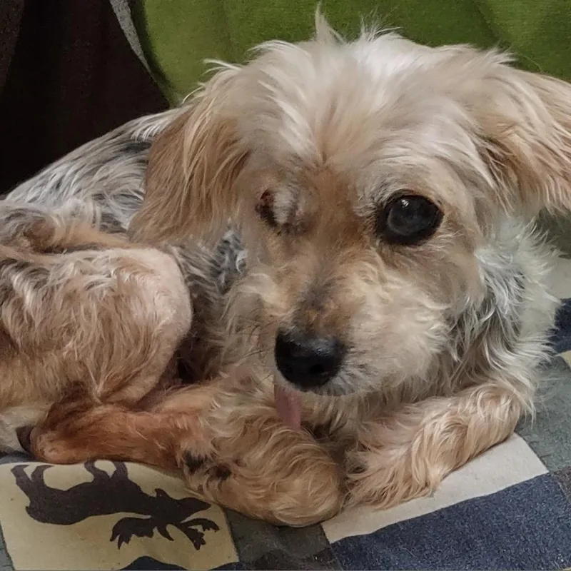 A senior small-sized female Gray / Blue / Silver Yorkshire Terrier dog named Adrienne for adoption in Houston, TX