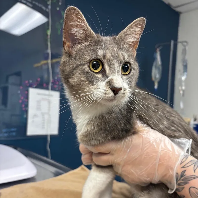 An adult medium-sized female Gray / Blue / Silver Domestic Short Hair cat named Wendy for adoption in Newark, NJ
