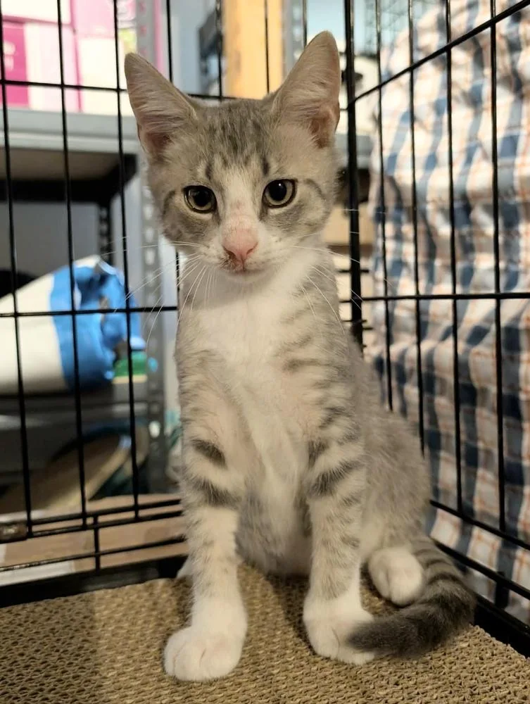Frankie