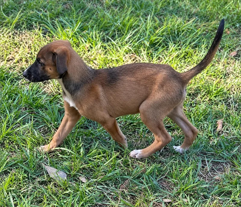 A baby small-sized male Brown / Chocolate Australian Cattle Dog / Blue Heeler named Johnny for adoption in Kiln, MS