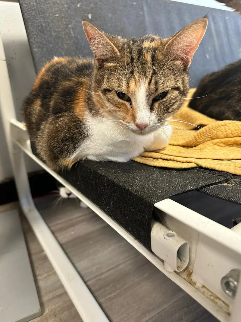 A young medium-sized female Domestic Short Hair cat named Penelope for adoption in Margate, FL