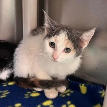 A baby small-sized female Torbie Domestic Short Hair cat named Delilahc for adoption in East Saint Louis, IL