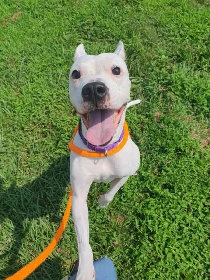 An adult large-sized female Boxer dog named Maggie for adoption in Derwood, MD