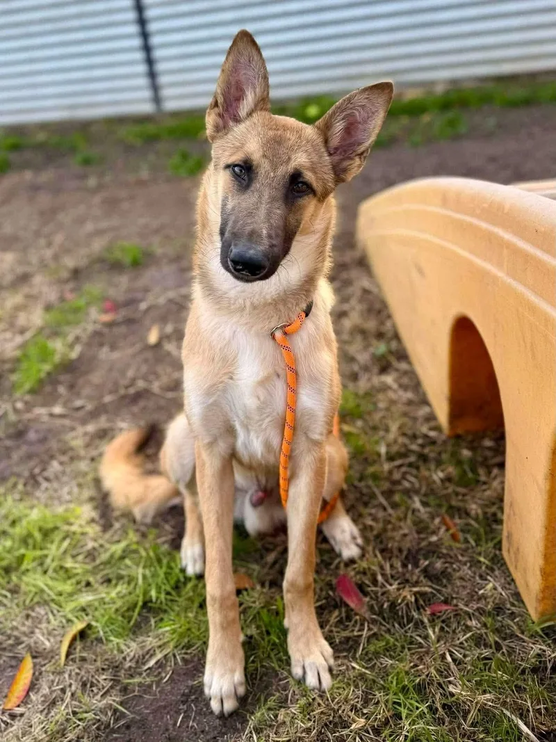 A young medium-sized male German Shepherd Dog dog named Bravo for adoption in Kuna, ID