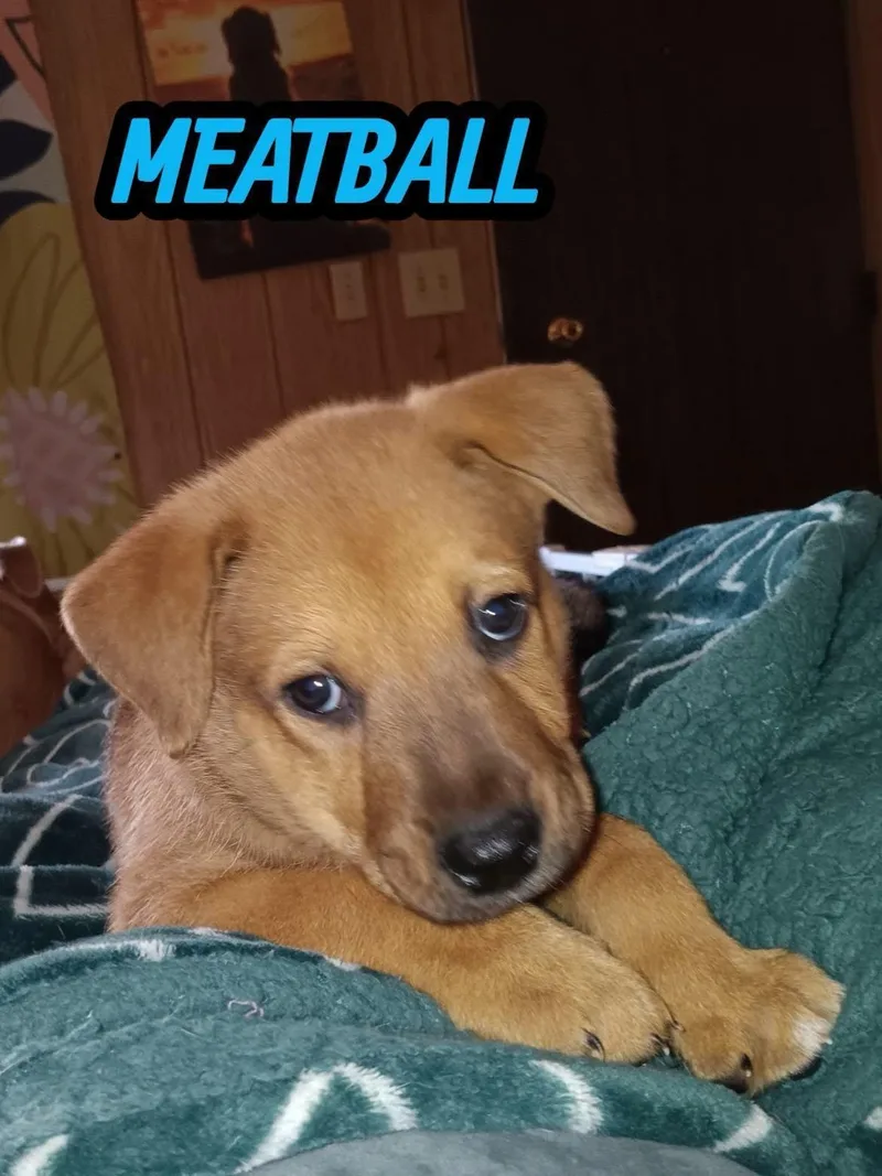 Meatball