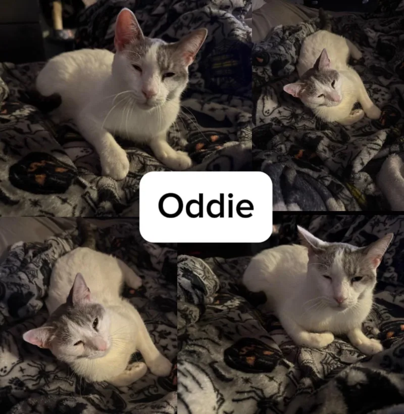 A young medium-sized male Tabby (Brown / Chocolate) Tabby cat named Oddie for adoption in Lawton, OK
