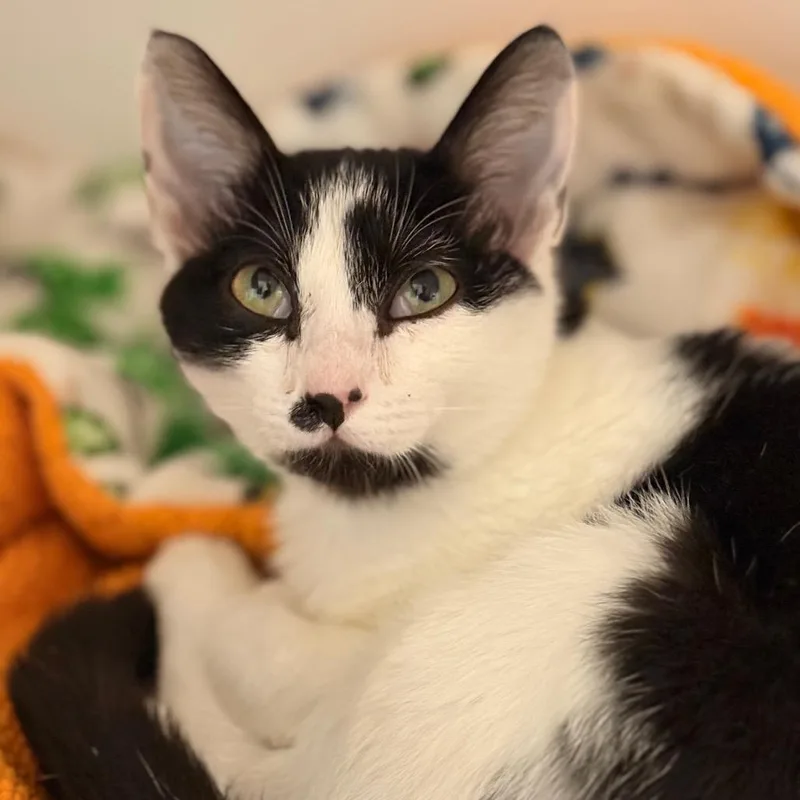 A baby small-sized female Domestic Short Hair cat named Skittles for adoption in Cumming, GA
