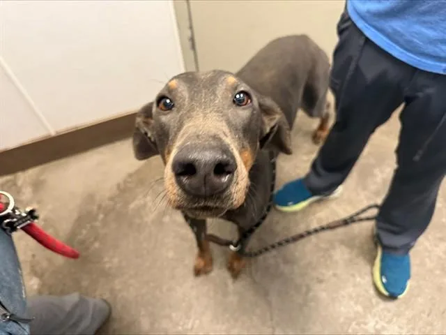 An adult large-sized male Doberman Pinscher dog named Luka for adoption in Tucson, AZ