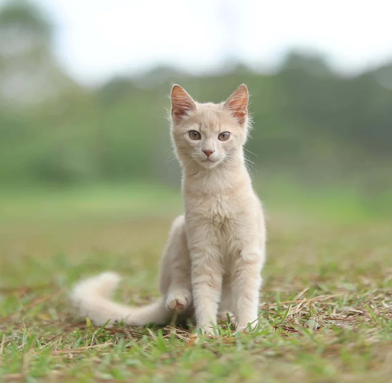 Simba thumbnail 2
