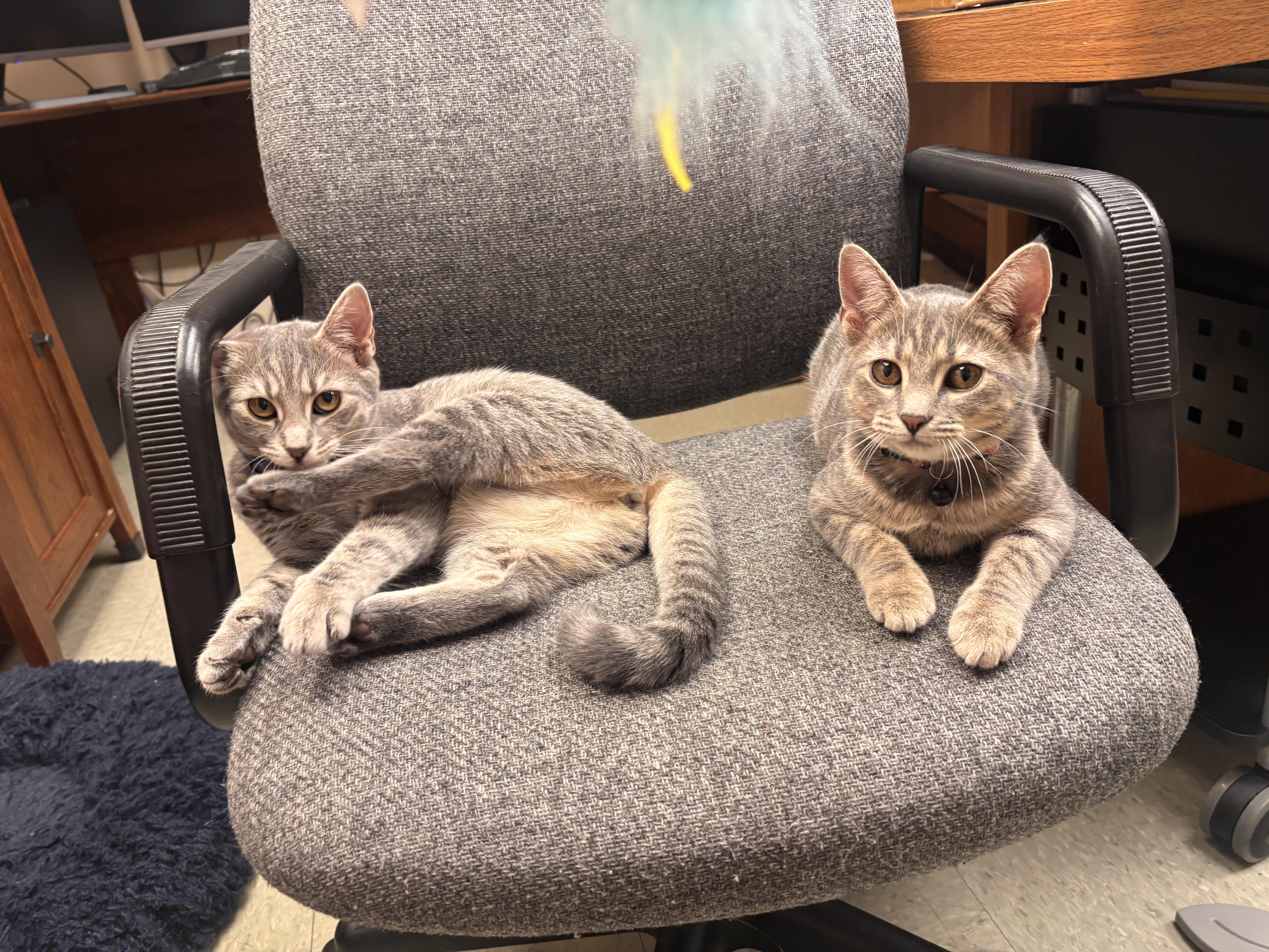 A young medium-sized female Tabby (Gray / Blue / Silver) Domestic Short Hair cat named Tina and Louise for adoption in Knoxville, TN