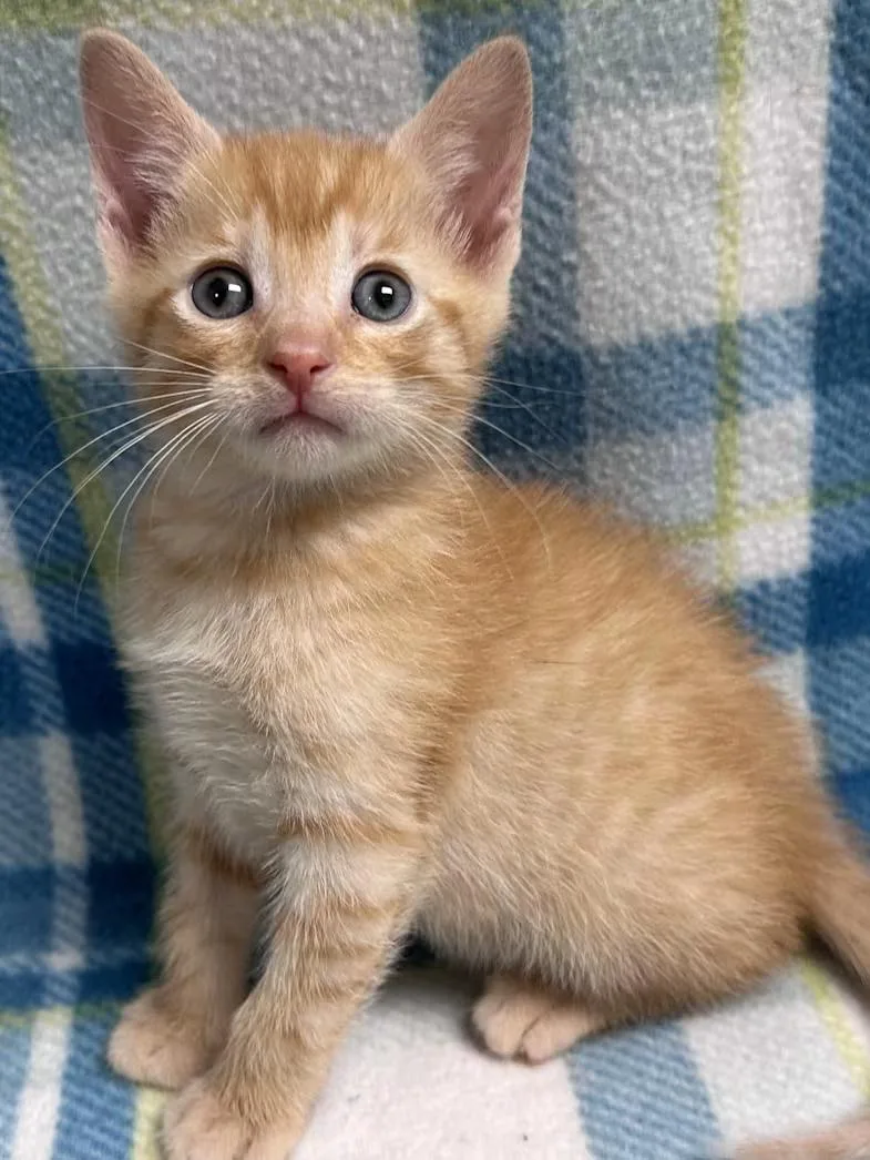 A baby medium-sized male Orange / Red Domestic Short Hair cat named Dandelion for adoption in Greensboro, NC