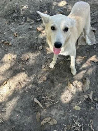 A baby medium-sized female Husky dog named Lagoona Blue for adoption in Fresno, CA