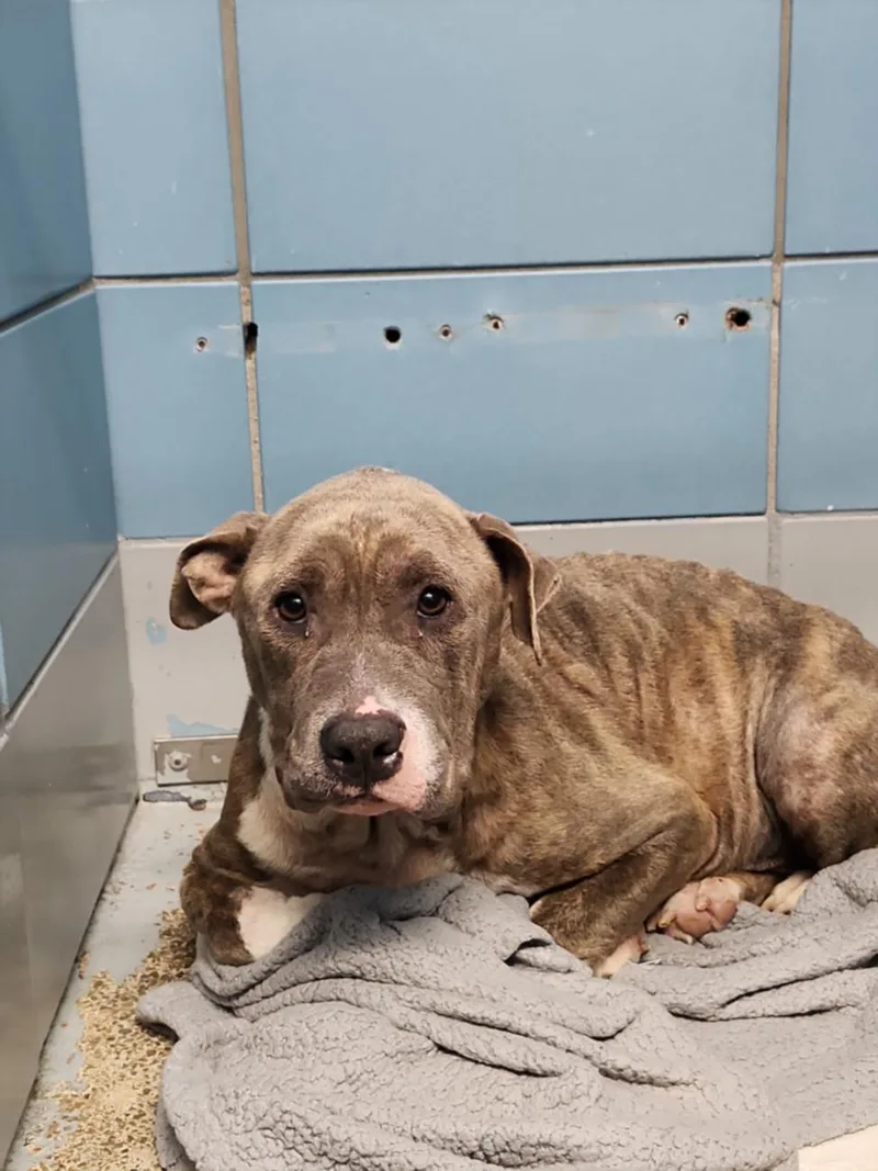 An adult large-sized female Staffordshire Bull Terrier dog named Susie for adoption in Houston, TX