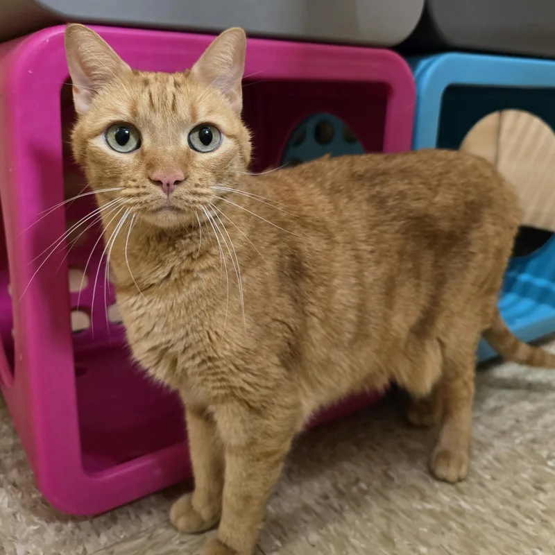 An adult medium-sized female Tabby (Orange / Red) Domestic Short Hair cat named Willow for adoption in Warr Acres, OK