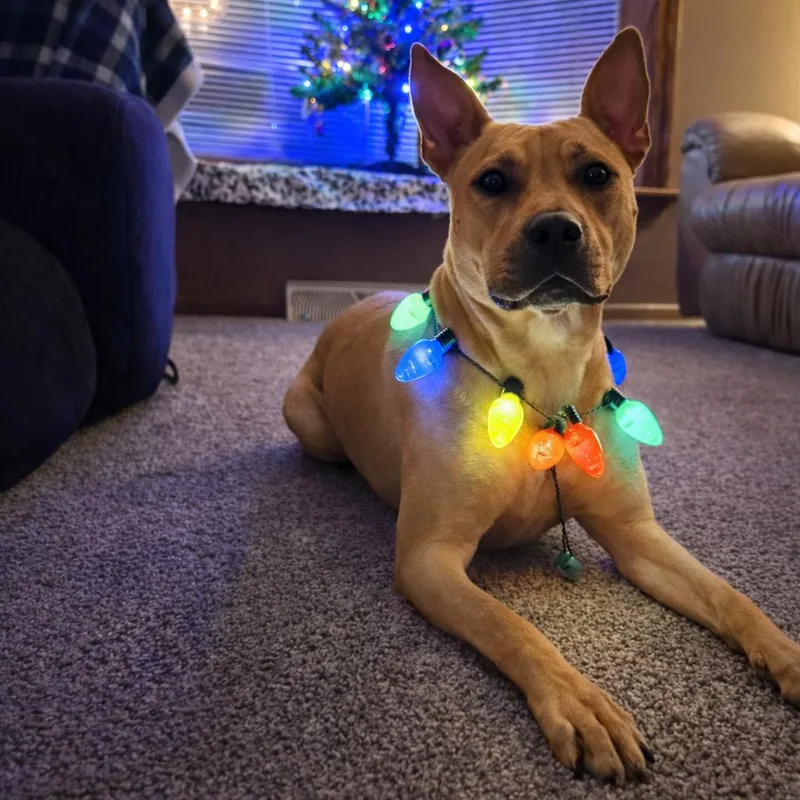 Clementine thumbnail 2