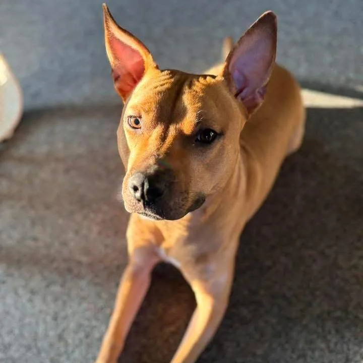 Clementine thumbnail 5