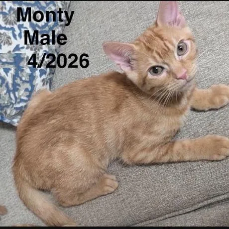A baby small-sized male Orange / Red Domestic Short Hair cat named Monty for adoption in Webster, TX