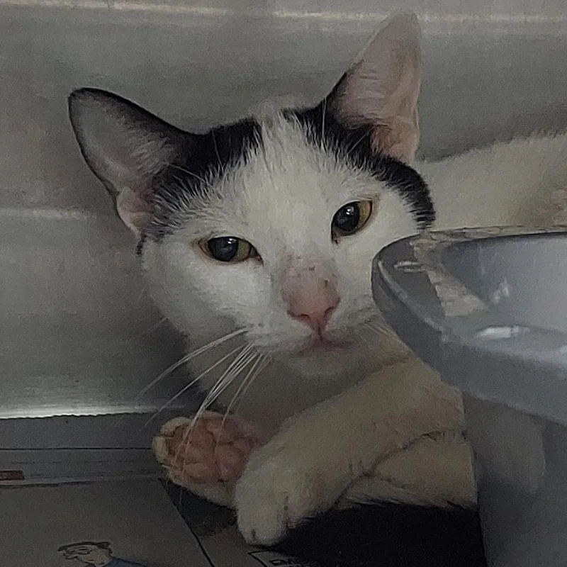 An adult large-sized female White Domestic Short Hair cat named Bonnie for adoption in Las Vegas, NV