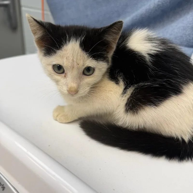 A baby small-sized female White Domestic Short Hair cat named Footlong for adoption in Parkersburg, WV