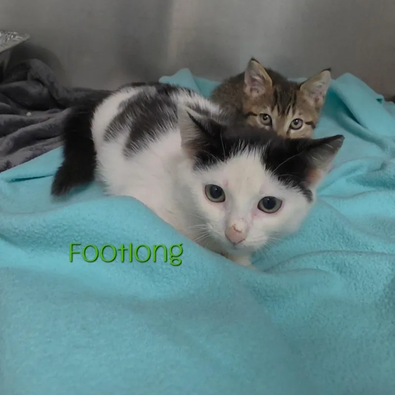 Footlong thumbnail 2