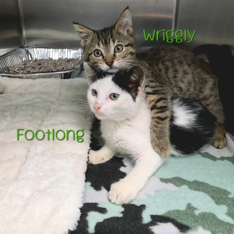 Footlong thumbnail 3