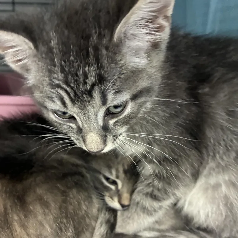 A baby small-sized male Gray / Blue / Silver Domestic Short Hair cat named Biscuit for adoption in Huntsville, AL