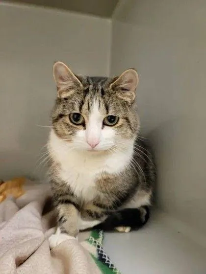 An adult medium-sized male Tabby (Tiger Striped) Domestic Short Hair cat named Foxtrot for adoption in Williamsport, PA