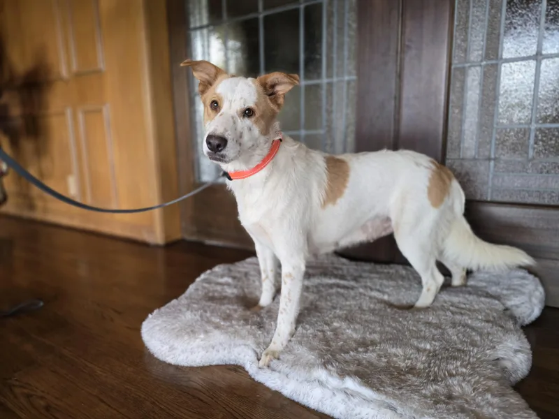 A young medium-sized female Australian Shepherd dog named Rio for adoption in Boerne, TX