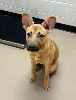 A young medium-sized male Yellow / Tan / Blond / Fawn Mixed Breed dog named Jeremiah for adoption in Nashville, TN
