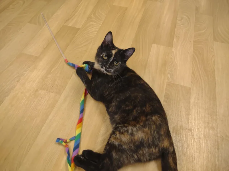 Rosa Lee thumbnail 2