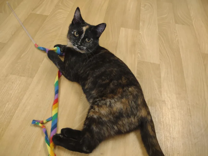 Rosa Lee thumbnail 3