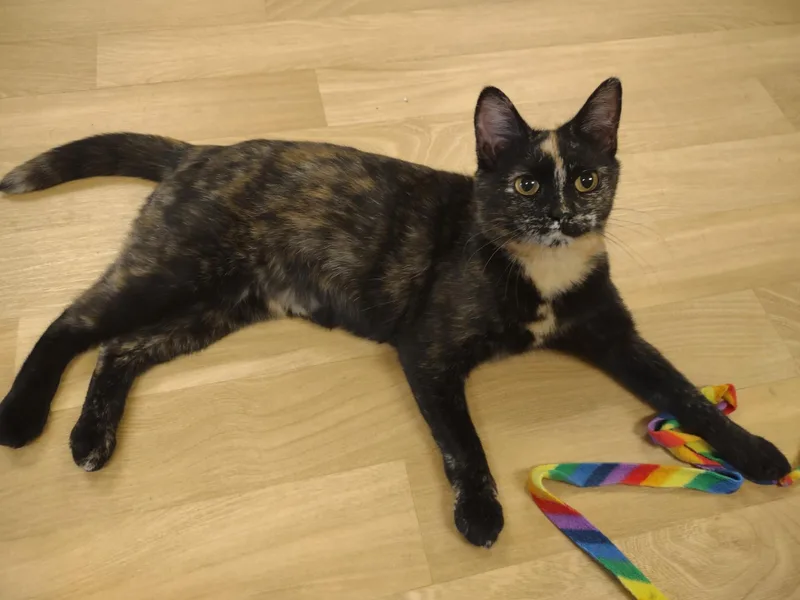 Rosa Lee thumbnail 4