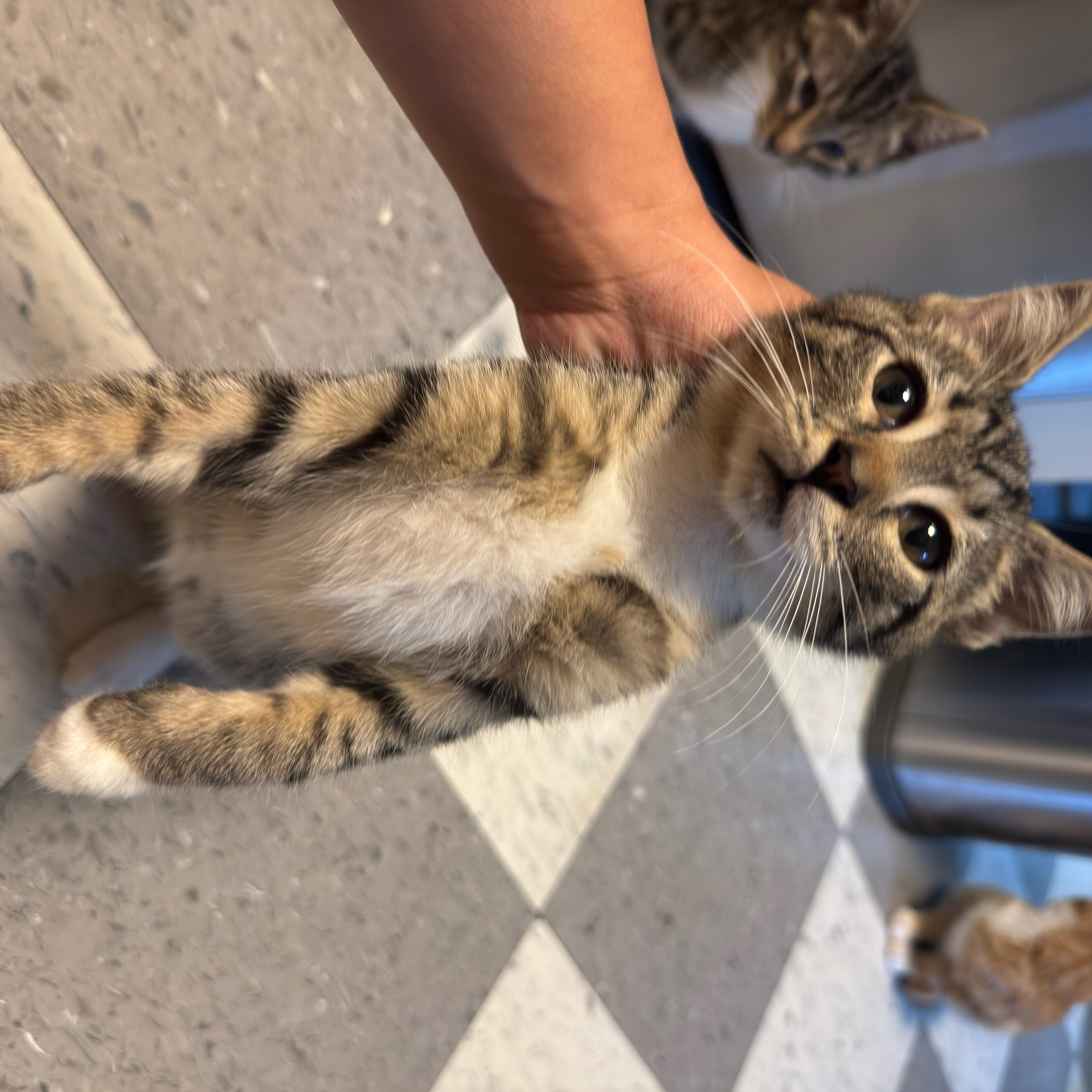 A baby small-sized male Domestic Short Hair cat named Pluto for adoption in Perth Amboy , NJ