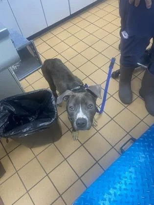 An adult small-sized male Terrier dog named Hamlet for adoption in Gainesville, FL