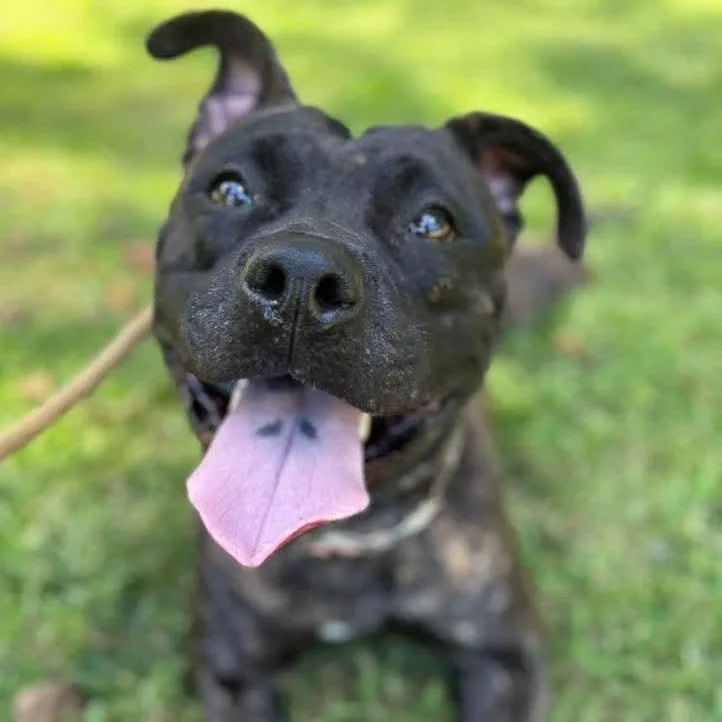 An adult medium-sized female Mixed Breed dog named Angela for adoption in Brookhaven, NY